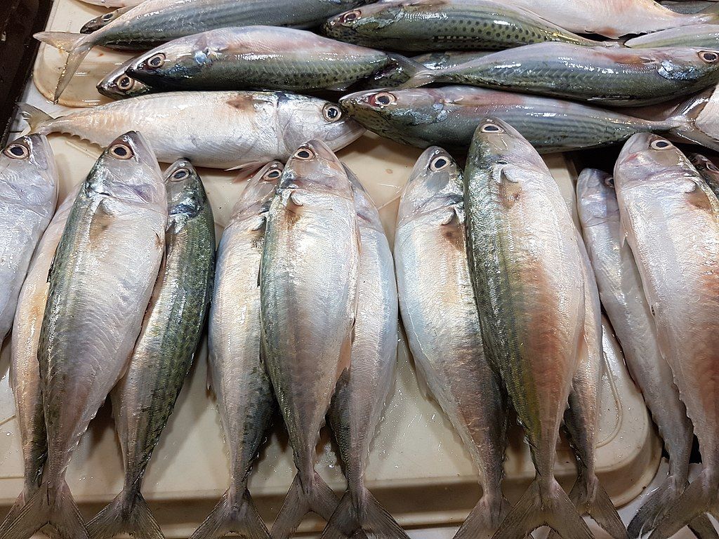 Ikan Lokal yang Gizi Tinggi dan Mudah Didapat